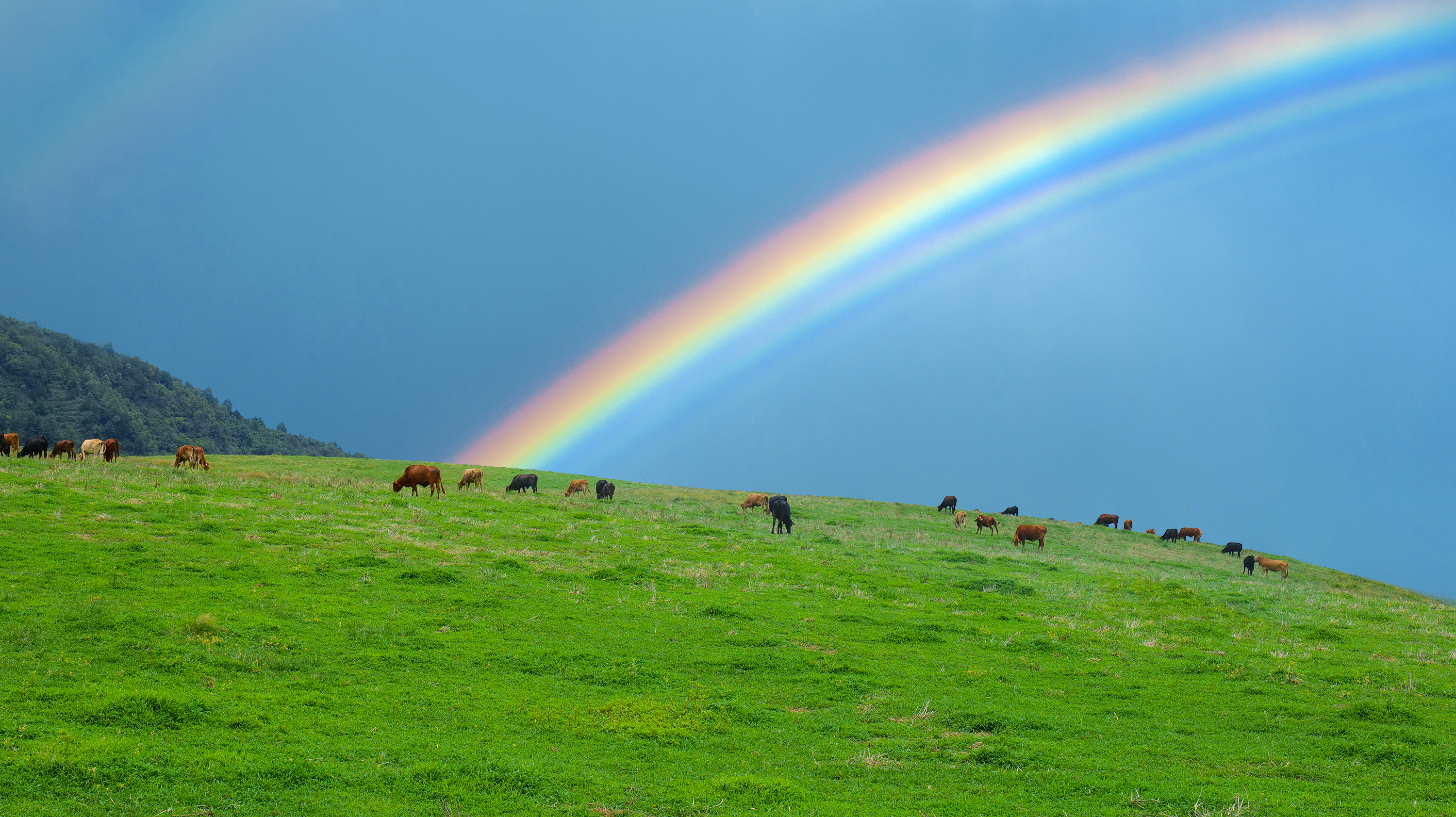 綠美東山：綠色蛻變，產(chǎn)業(yè)發(fā)展新亮點(diǎn)